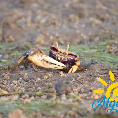 Apartman Carob By Algartur - 3 Mins Downtown - Terrace Santa Luzia