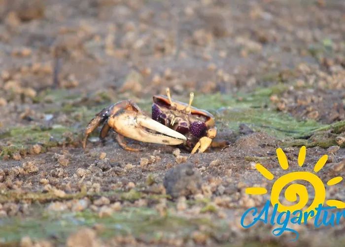 Appartement Carob By Algartur - 3 Mins Downtown - Terrace Santa Luzia (Tavira)